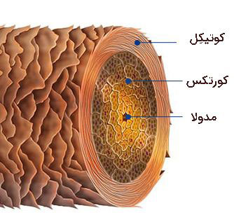 آناتومی مو